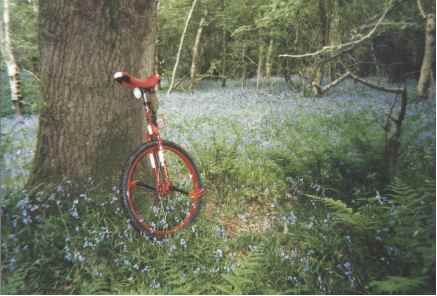 Muni in a bluebell wood